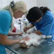 Ветеринарная клиника Барбоскин фото 3 на сайте Fili24.ru